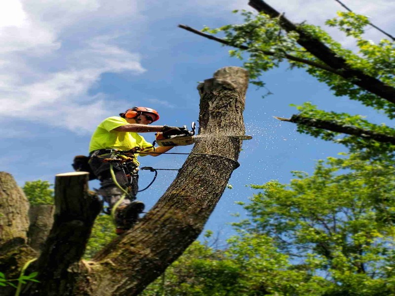 Tree Removal Pros Offering Safe and Efficient Work