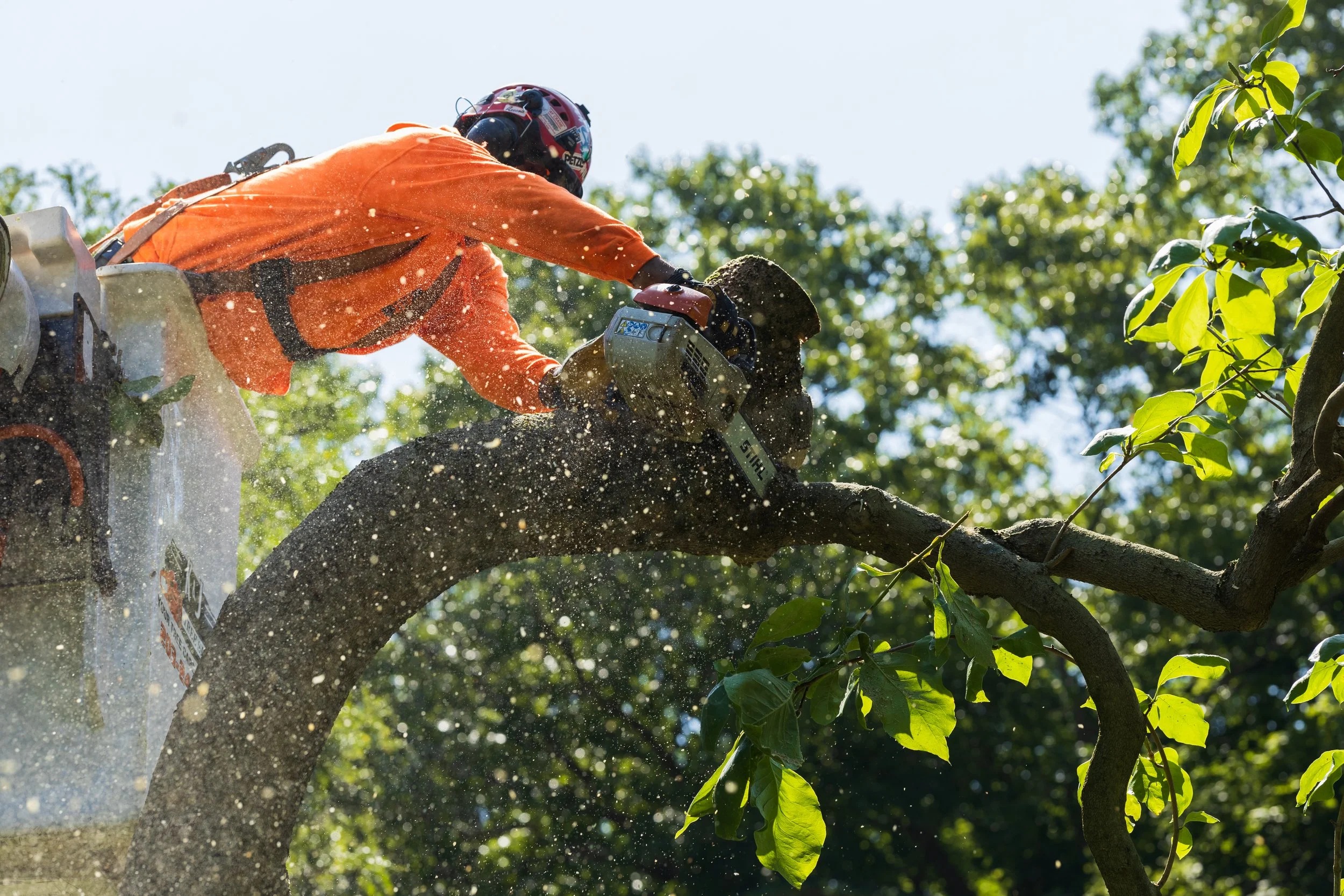 Cedar Park Tree Service Explained: Costs, Timing, and Best Practices