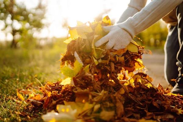 The Tree Guy Services LLC Keeping Your Landscape Safe and Beautiful