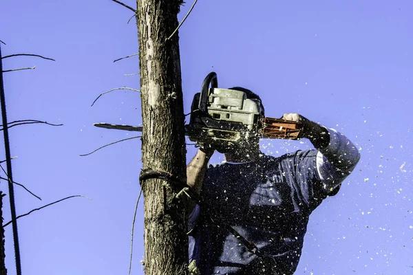 Miller's Tree Service Tallahassee’s Tree Specialists