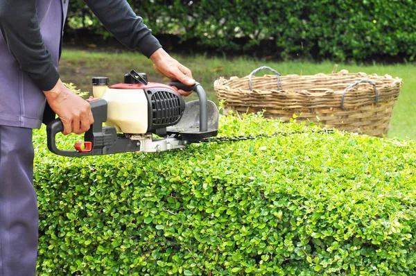 Highly Rated Tree Trimming Near Me for Better Landscape Health