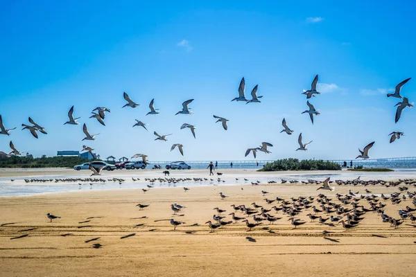 Luxury Rentals in South Padre Island With Stunning Ocean Views
