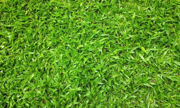 Choosing the Best Lawn Care Service Near Me for Year-Round Lawn Health