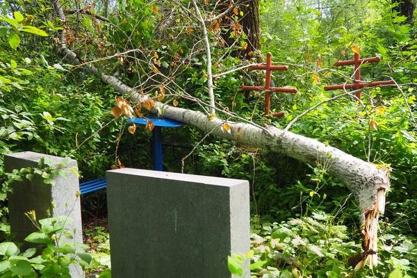 Dependable Tree Cutting Service for Property Owners