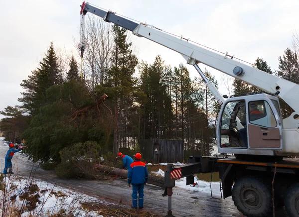 Affordable Tree Service Madison Solutions for Every Property